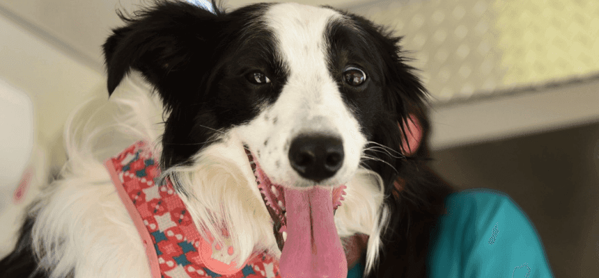 Encuesta sobre Mascotas